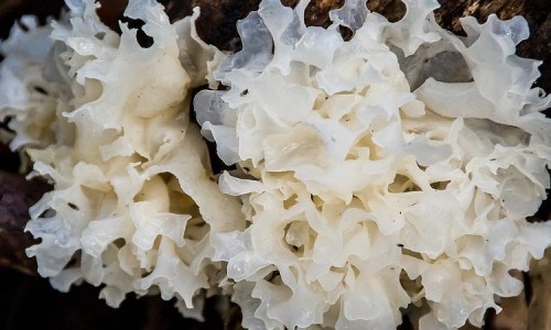 红枸杞泡水有什么功效呢网- 红枸杞泡水有什么功效呢视频知识,分享红枸杞泡水有什么功效呢怎么吃